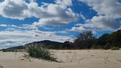 Sandy coast with dry grass under bright cloudy blue sky Stock Footage 319252414