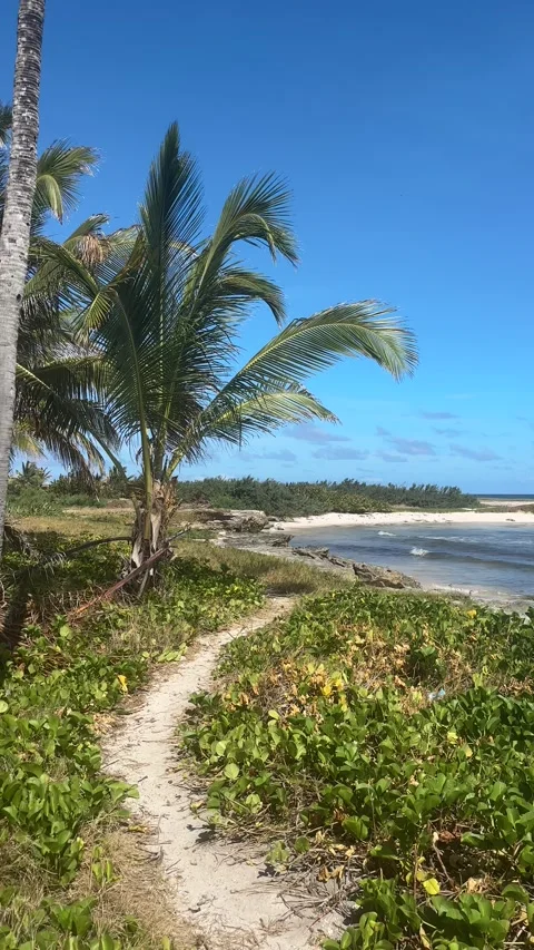 Sandy Coastal Trail to Tropical Beach in Barbados Stock-Footage 337972525