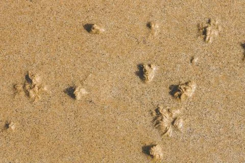 Sandy coiled cast made by lugworms Stock Photos