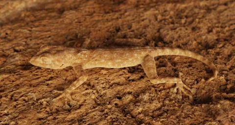 Sandy coloured gecko Stock Photos