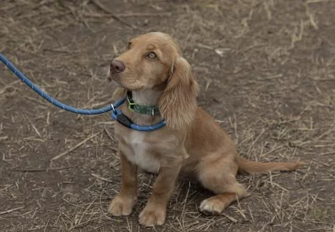 Sandy coloured working cocker spaniel Stock Photos