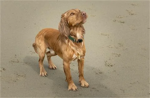 Sandy coloured working cocker spaniel Stock Photos