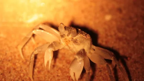 Sandy crab Stock Footage 113522099