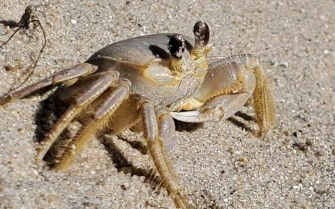 Sandy crab Foto stock