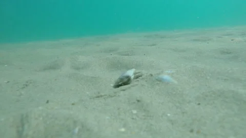 Sandy crab walk on the bottom Stock Footage 129040992