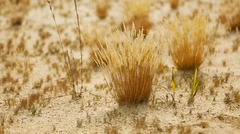 Sandy Desert. Beautiful tranquil Landscape of Sandy Steppe Video stock 66485520