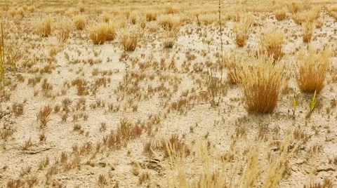 Sandy Desert. Beautiful tranquil Landscape of Sandy Steppe Stock Footage 66486203