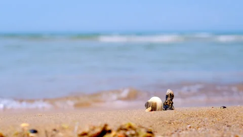 Sandy deserted beach, shells lie on edge of surf Stock Footage 310652754