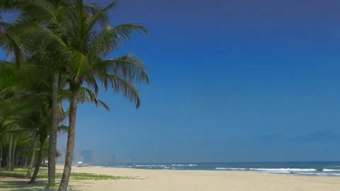 Sandy deserted tropical beach with numerous coconut palm trees Stock Footage 135060134