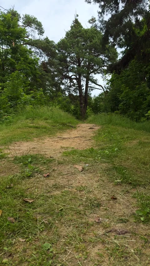 Sandy dirt path leading into green forest with large pine tree Stock Footage 338201617