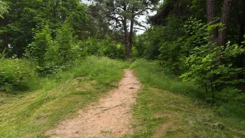 Sandy dirt path through green forest with tall grass and trees Vídeo Stock 338361602