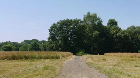 Sandy dirt road leading to green forest between mowed fields Stock Footage 343540409