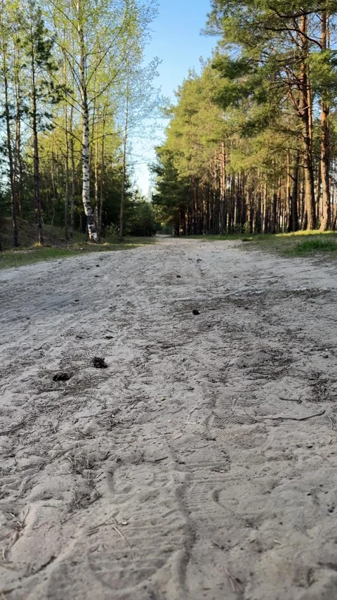 A sandy dirt road leading through pine and birch forest Video stock 334628793
