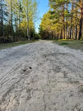 A sandy dirt road through pine and birch forest, a picturesque forest path Stock Photos