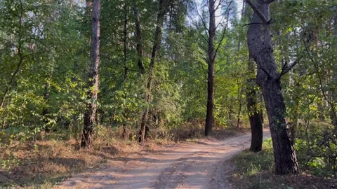 Sandy dirt road winding through a green mixed forest in warm sunlight Stockbeeldmateriaal 348263799