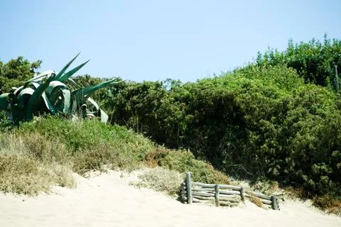 Sandy dune covered with vegetation, section of log fence at base of hill Stock Photos