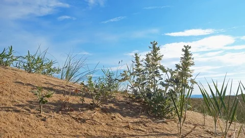 Sandy dune desert Altan Els. Stock Footage 100263528