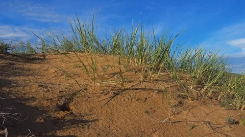 Sandy dune desert Altan Els. Видео 100495785