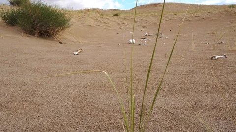 Sandy dune desert Altan Els. Stock Footage 101091986
