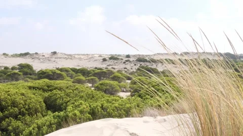 Sandy Dunes and Pine Trees in Donana National Park Stock-Footage 276952810