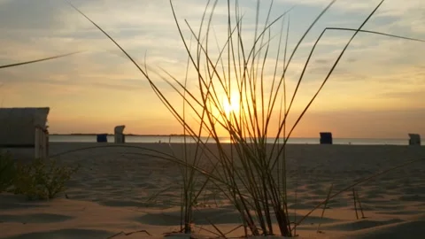 Sandy  dunes with beach grass  close-up  at sunset. Stock Footage 260638369