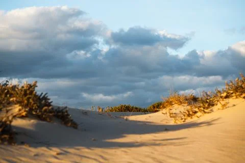 Sandy dunes with vegetation under a cloudy, late-afternoon sky. Stock Photos