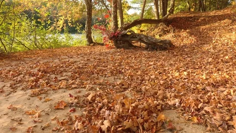 Sandy fall river shore viewed by drone flying low and pushing up leaves Video stock 119212493