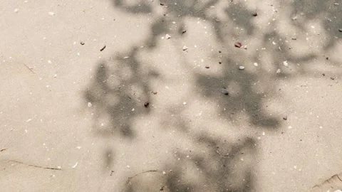 The sandy floor is filled with tiny seashells. on beach  with moving Shadow.. Video stock 252010897