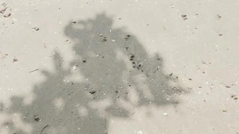 The sandy floor is filled with tiny seashells. on beach  with moving Shadow.. Video stock 252010899