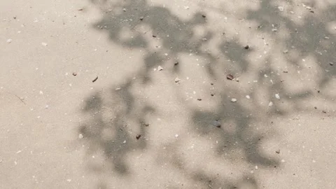 The sandy floor is filled with tiny seashells. on beach  with moving Shadow.. Stock-Footage 252010901
