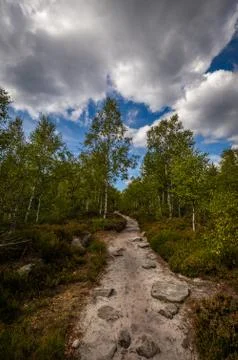 Sandy footpath, in green forest with dramatic blue cloudy sky Stock Photos
