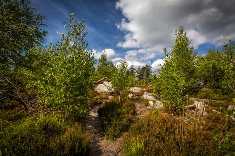 Sandy footpath, in green forest with dramatic blue cloudy sky Stock Photos