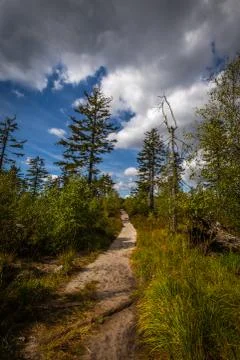 Sandy footpath, in green forest with dramatic blue cloudy sky Stock Photos