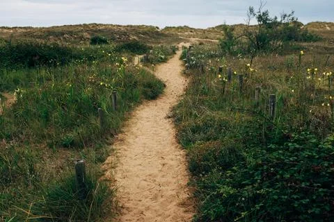 A   sandy   footpath   winds   through   grass   fields Stock Photos
