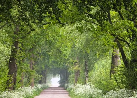 Sandy Forest Path with Beautiful Light and Cow Parsley Flowers 스톡 사진