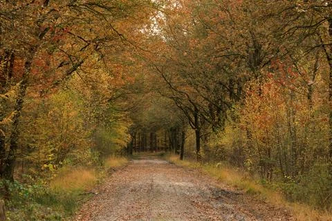 Sandy Forest Path Surrounded by Autumn Trees Stock Photos