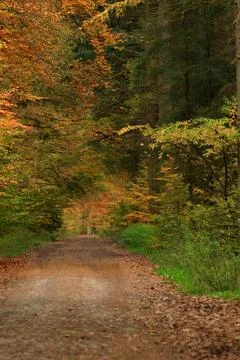 Sandy Forest Path Surrounded by Multicolored Autumn Trees Stock Photos