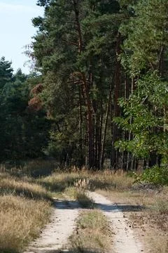 Sandy forest path winding through a dry pine woodland Stock Photos