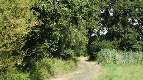 Sandy forest road leading into dense green forest in summer Stock Footage 343540276