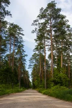 Sandy forest road in the pine forest Stock Photos