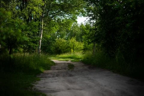 Sandy forest road running through dense trees towards sunny glade Stock-Fotos