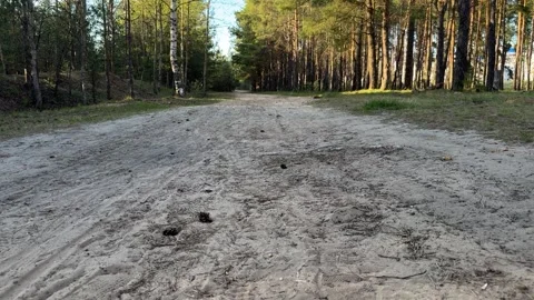 A sandy forest road with tire tracks among pine and birch trees Stock Footage 334068978