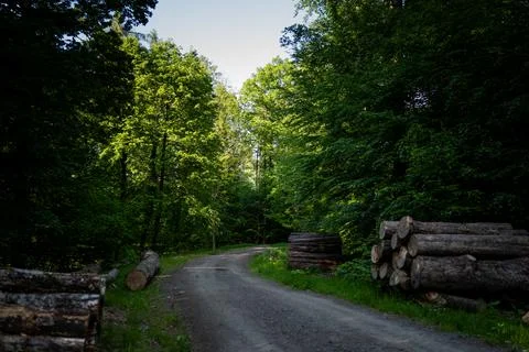 Sandy forest road winding through a dense green forest next to wood piles Foto stock