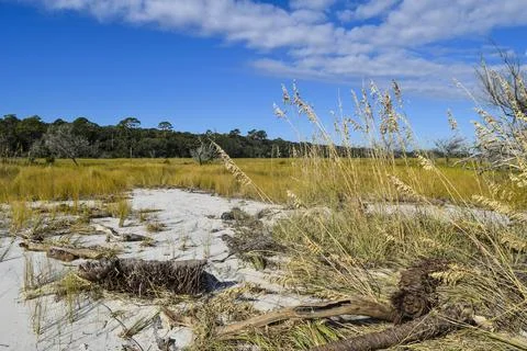 Sandy grass Stock Photos