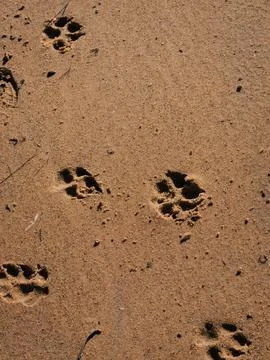 Sandy ground features distinct animal paw prints Foto stock