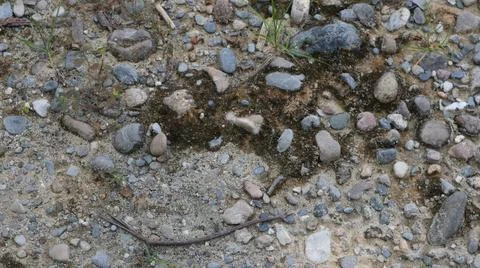 Sandy ground texture with pebbles and sparse vegetation close up Foto stock