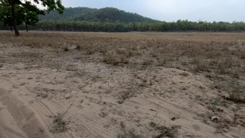 The sandy grounds and the dry grasslands of Bandhavgarh national park Stock Footage 277627122