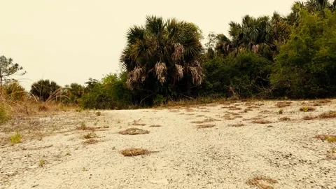 Sandy hiking trail in Florida. Stock Footage 152426558