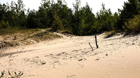 Sandy hillside with trees in the background of the image Stock Photos