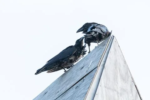 Sandy Hook grackles perched on a rooftop engaged in preening at sunset Stock Photos